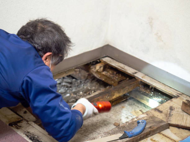 Best White Mold Remediation in Wheeler, TX