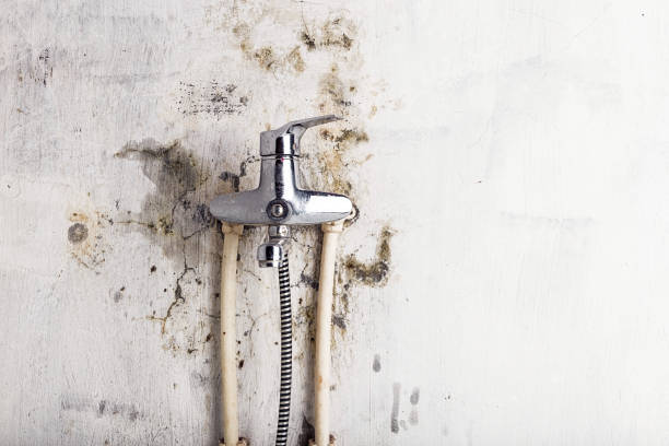 Best Residential Mold Remediation in Wheeler, TX