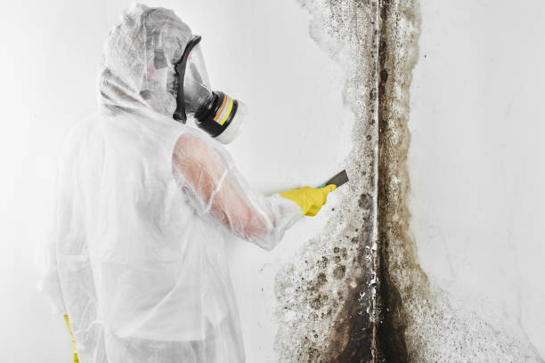 Best Bathroom Mold Remediation in Wheeler, TX
