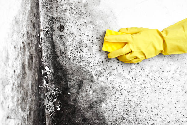 Best Emergency Mold Remediation in Wheeler, TX