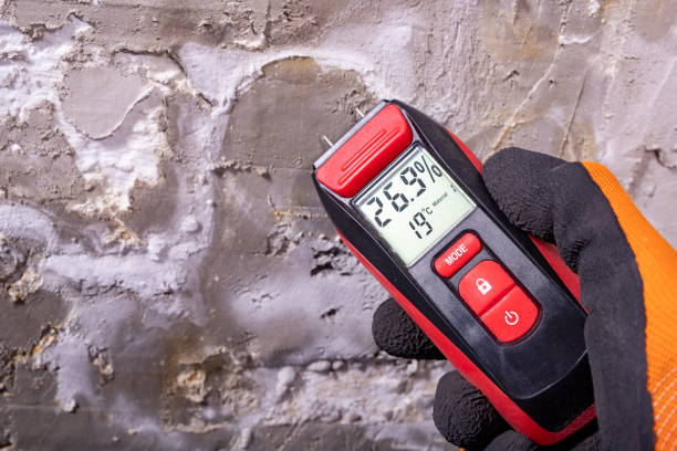 Best Black Mold Remediation in Wheeler, TX