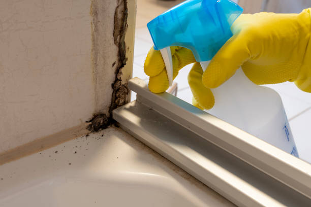 Best Health and Safety Mold Remediation in Wheeler, TX
