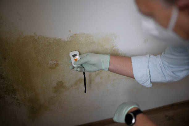 Best White Mold Remediation in Wheeler, TX