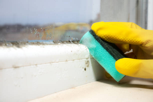 Best Commercial Mold Remediation in Wheeler, TX