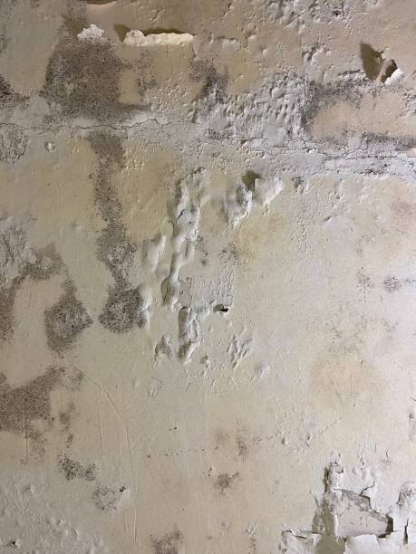 Best Attic Mold Remediation in Wheeler, TX