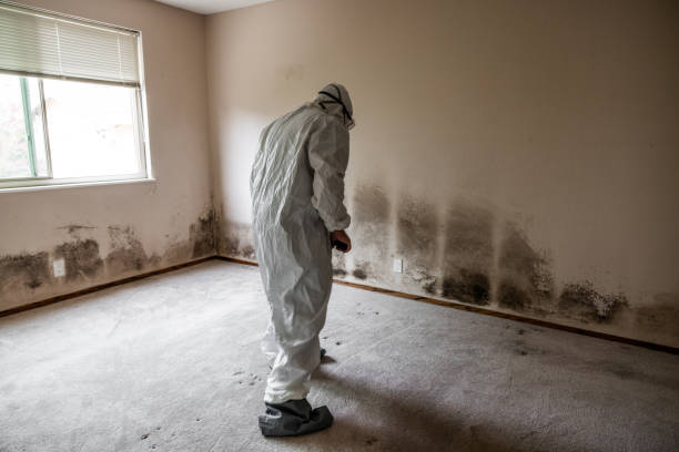 Best Basement Mold Remediation in Wheeler, TX