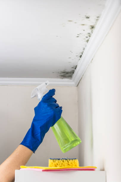 Best Bathroom Mold Remediation in Wheeler, TX