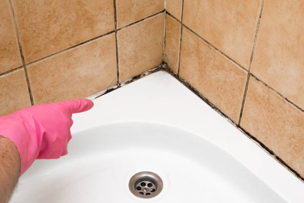Best Industrial Mold Remediation in Wheeler, TX