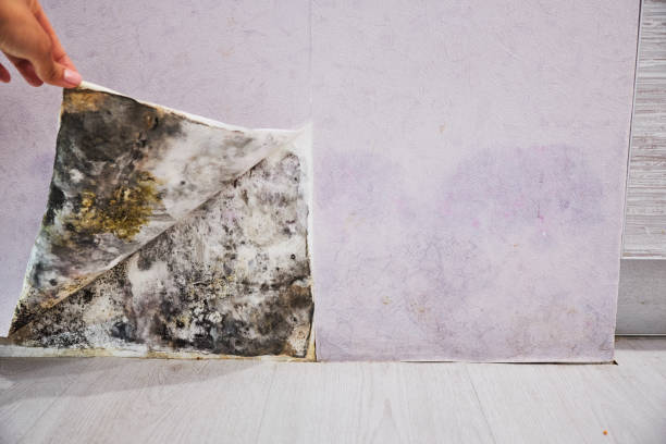Best Residential Mold Remediation in Wheeler, TX